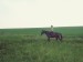 Eston, nejoblíbenější kůň od 12ti let